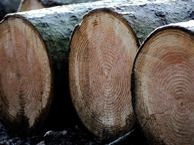 Zufrieden sind die Forstleute derzeit mit den Holzpreisen  | Foto: Siegfried Gollrad