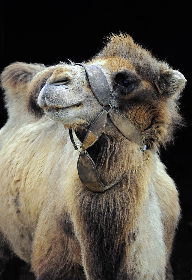 Die Mundenhof-Kamele fhlen sich im Winter pudelwohl.   | Foto: th. Kunz
