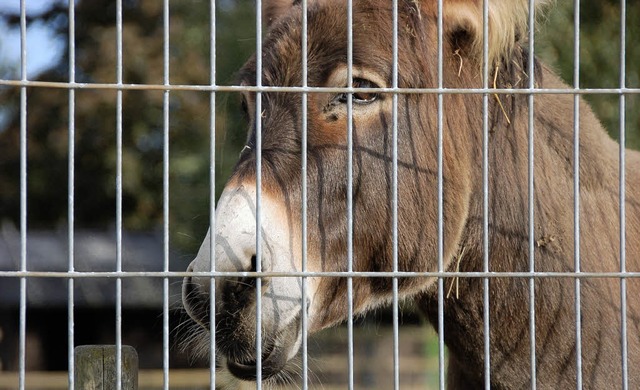 Glck gehabt: Am Gifiz-Streichelzoo wi... die Kosten von 85000 Euro zu decken.   | Foto: Seller