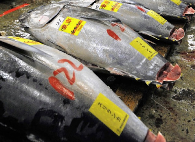 Thunfische liegen  auf einem Markt in Tokio.   | Foto: AFP