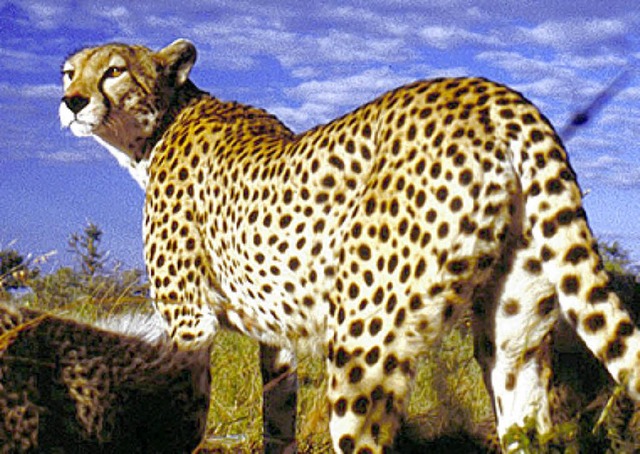 Antilopenjger: Gepard  | Foto: uni