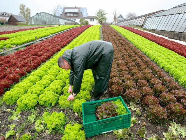 Salat nimmt gerne Blei aus belastetem Boden auf.  | Foto: dpa