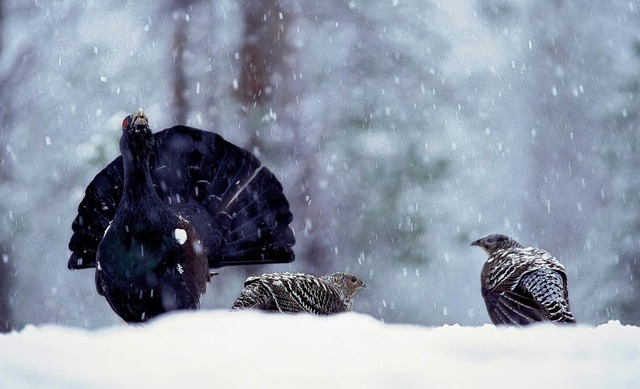 Wahrscheinlich merkt Auerhuhn es nicht... den Aktionsplan Auerhuhn ausgedacht.   | Foto: Martti Rikkonen