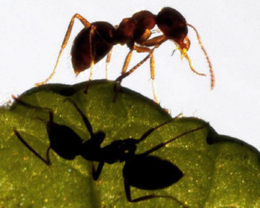 Je mehr sie sind, desto klüger sind sie: Ameisen   | Foto: dpa