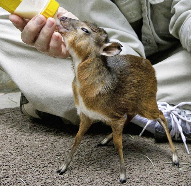 Das Zwergbckchen-Baby  | Foto: AFP