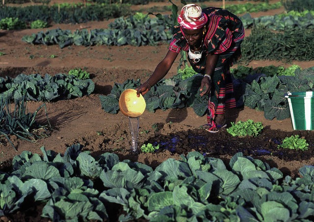 Heimische Bauern in Mali sind durch gr...kte auslndischer Investoren bedroht.   | Foto: R. Razzo/Ciric