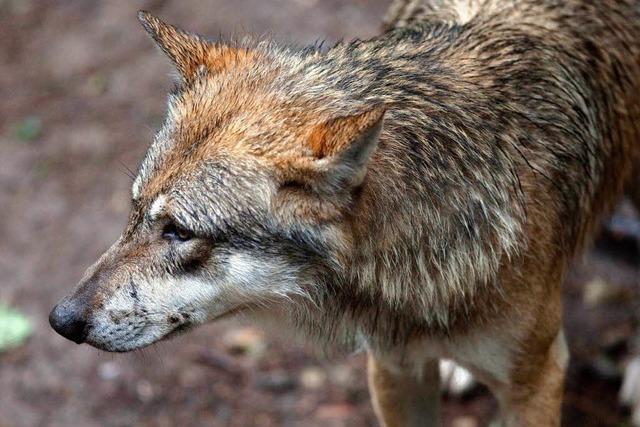 Wolf auf der Flucht – Schwarzwaldpark gesperrt
