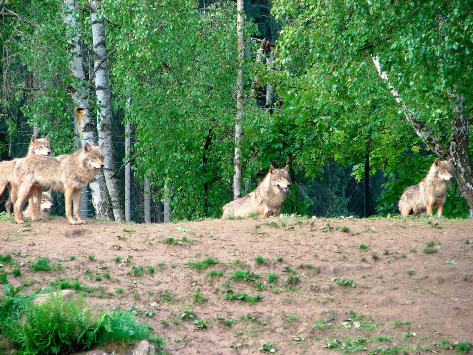 Die Wölfe im Schwarzwaldpark in Löffingen (Archivbild).  | Foto: Christa Maier