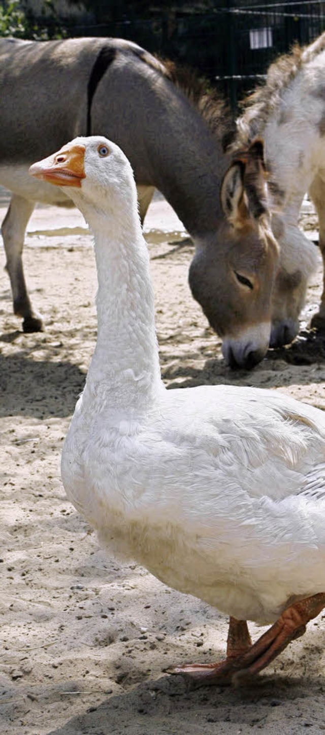 Welche Tiere auf der Europa-Farm leben werden, steht noch nicht fest.   | Foto: dpa