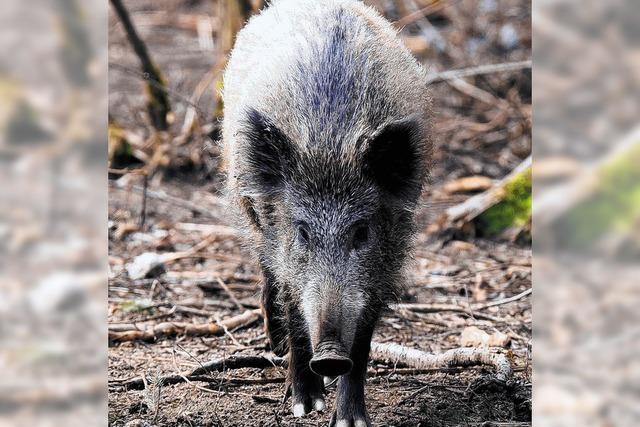 Hegering beklagt Wildschweinplage
