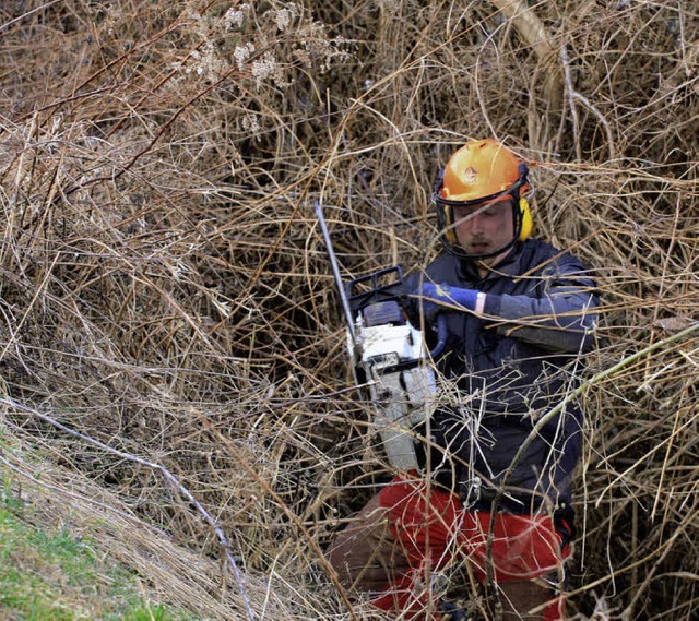 Kampf gegen Gestrpp und Wildwuchs: 30... Rebbschungen bei Knigschaffhausen.   | Foto: Roland Vitt