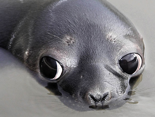 Mtzenrobbe Wicki hatte sich in die Nordsee verirrt.   | Foto: dpa