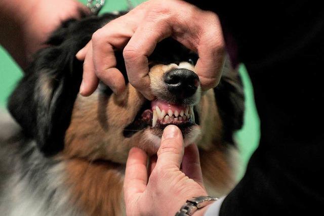 Fotos: Schnieke Hunde bei der Dog Show in New York