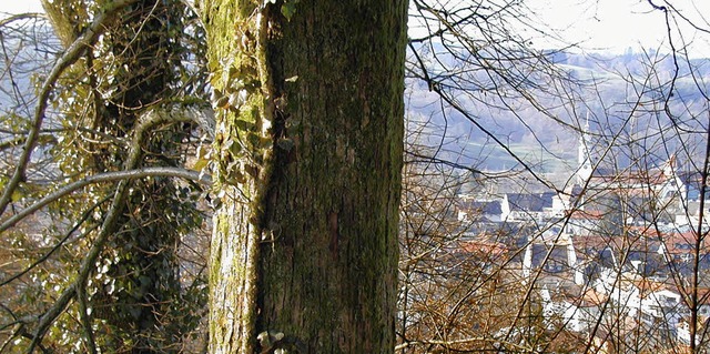 Der Wald um Wehr wirft Fragen auf.  | Foto: adrian hoffmann