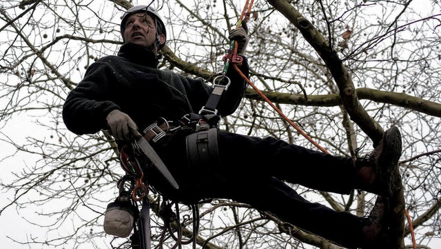 Dominik Basset in einer Platane vor dem Burghof  | Foto: cjz