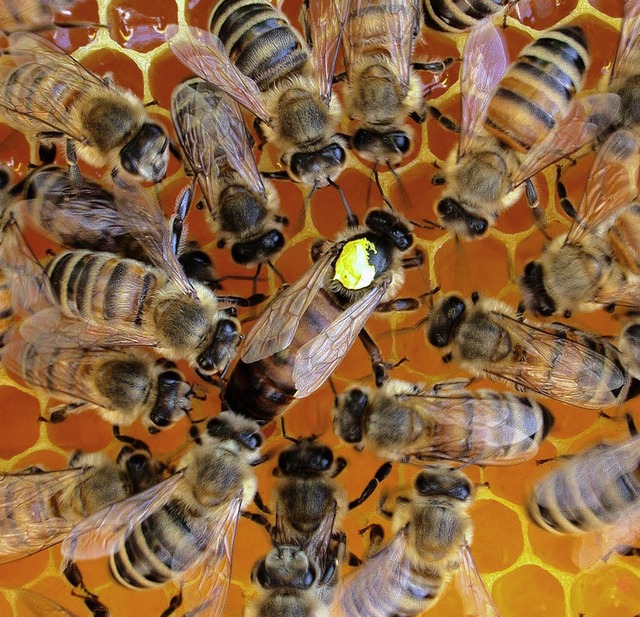 Eine Knigin inmitten des Bienenvolks  | Foto: ZVG
