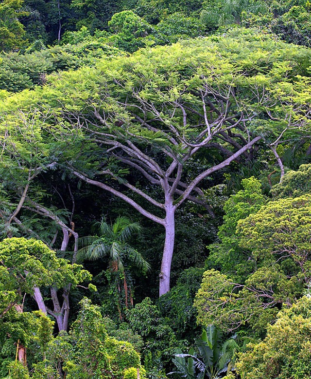 Gefhrdet: Regenwald  | Foto: dpa
