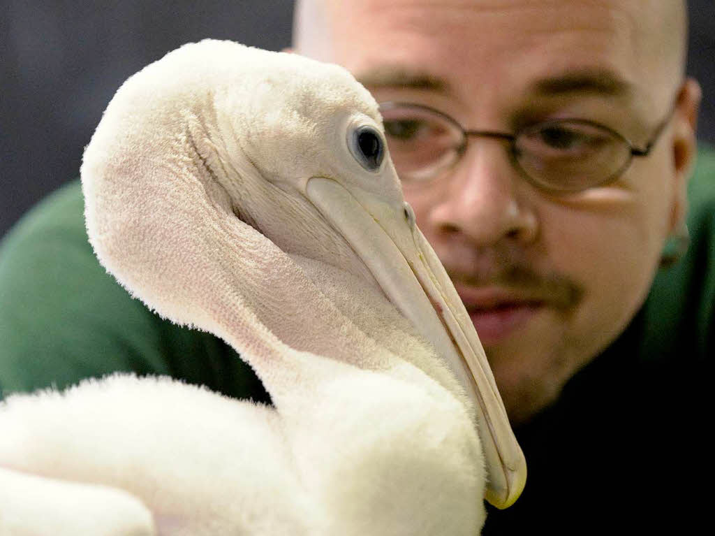 Stolz prsentiert Tierpfleger Sven Schrder im Berliner Zoo einen Zuchterfolg - das Brillenpelikankken.