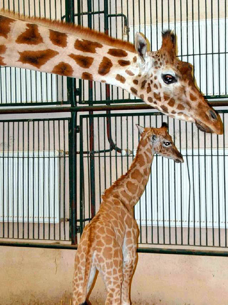 Giraffenmama Maradi  beugt sich im Zoo in Schwerin ber ihr Junges.