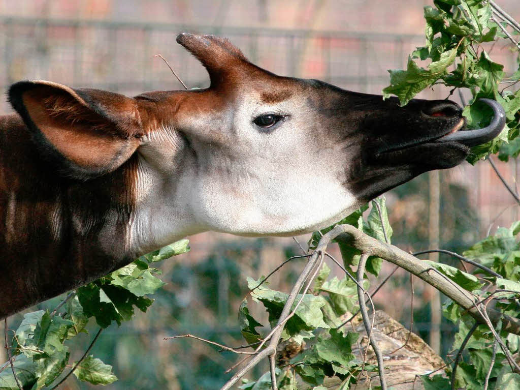 Jung und hungrig: Okapibulle Steve im Berliner Zoo.