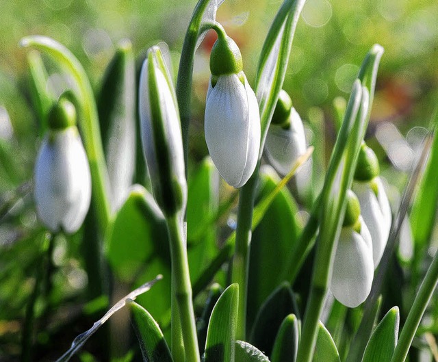 Schneeglckchen blhen schon sehr zahlreich.  | Foto: dpa