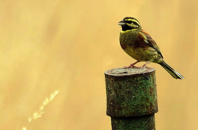 Kleiner Vogel, groe Wirkung. Zaunamme... fotografiert von Heiko Mller-Stie.   | Foto: privat
