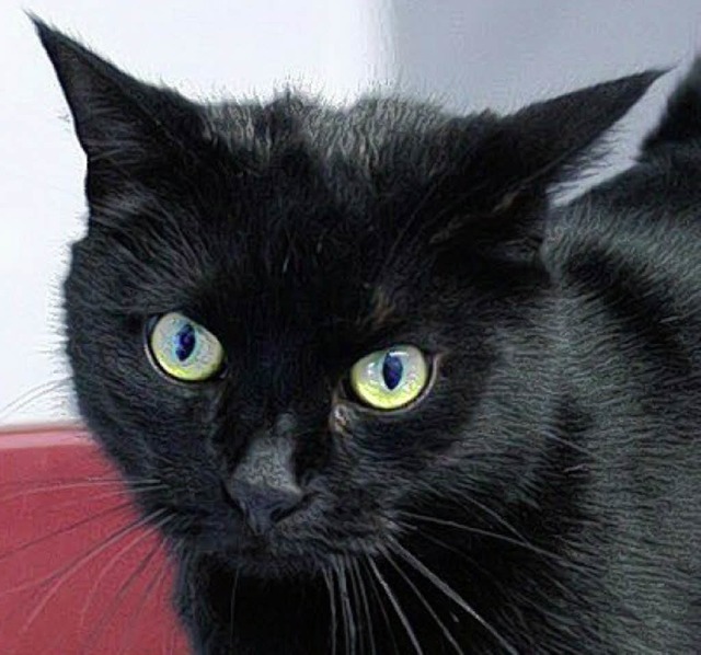 Dunkle Schnheit: Katzendame Conny   | Foto: Tierschutzverein