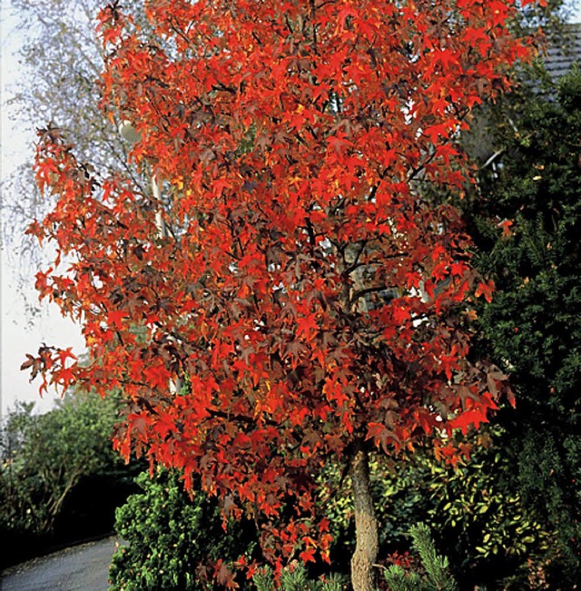 Amberbaum   | Foto: pdm/dpa