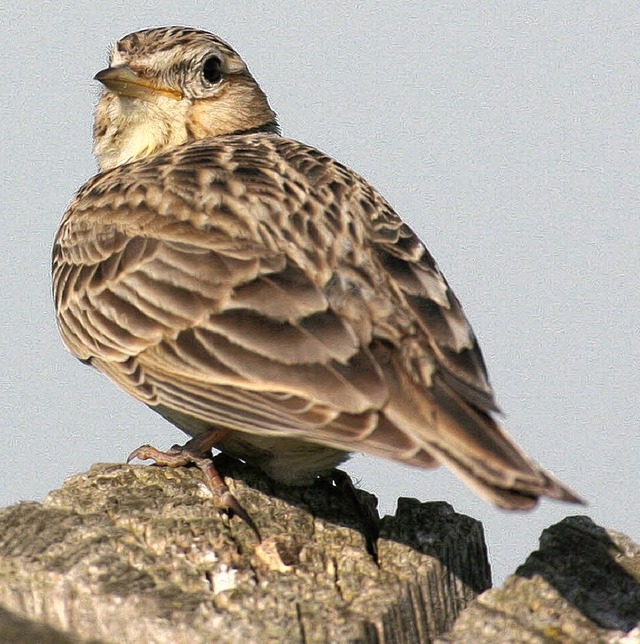 Die Feldlerche gehrt zu den bedrohten Vogelarten.   | Foto: dpa