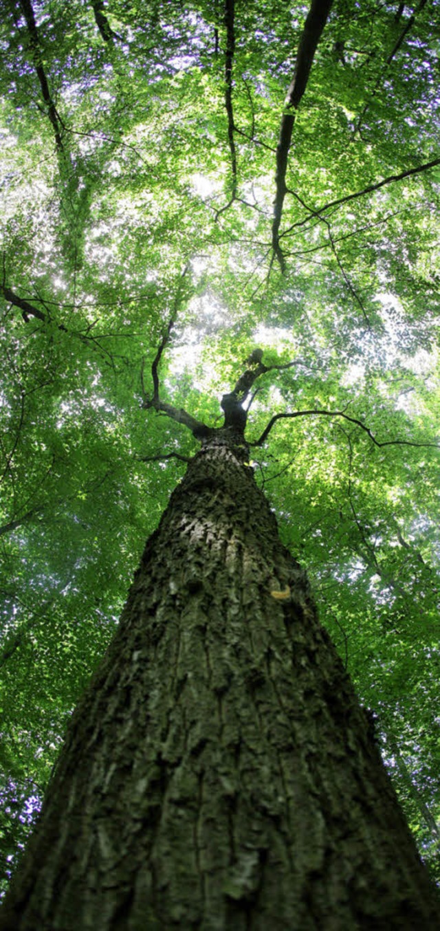 Nicht vom Wald berwuchert werden soll...e Gemarkungen von Hnner und Oberhof.   | Foto: dpa