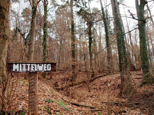 Bannwald am Ofenberg  | Foto: Michael Haberer