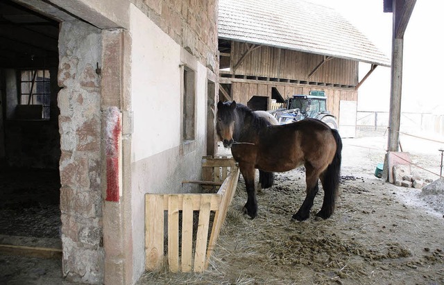 Mehrere Pferde haben  mittlerweile in ...efel-Mhle eine neue Heimat gefunden.   | Foto: Ulrike Hiller