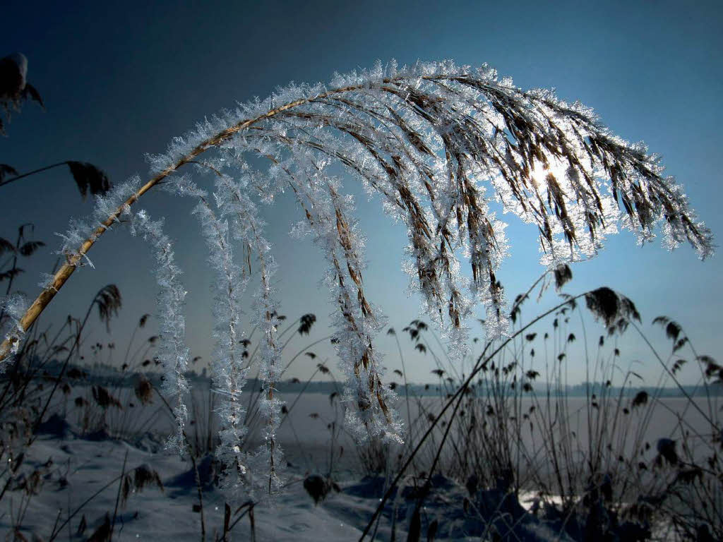 Mit Schneekristallen bedeckte Pflanzen stehen   am Ufer des Hopfensees bei Hopfen (Schwaben) im Sonnenschein.