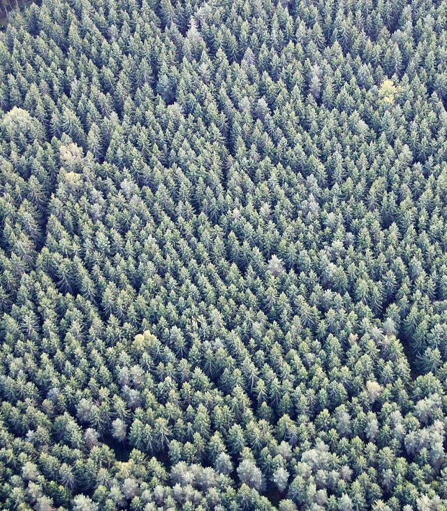 Der Wald (hier aus der Vogelperspektiv...Menschen dient er als Erholungsraum.    | Foto: Juliane Khnemund