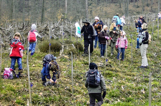 In der Baumplantage konnten die Schle...ihnen gepflanzten Bumen geworden ist.  | Foto: Privat