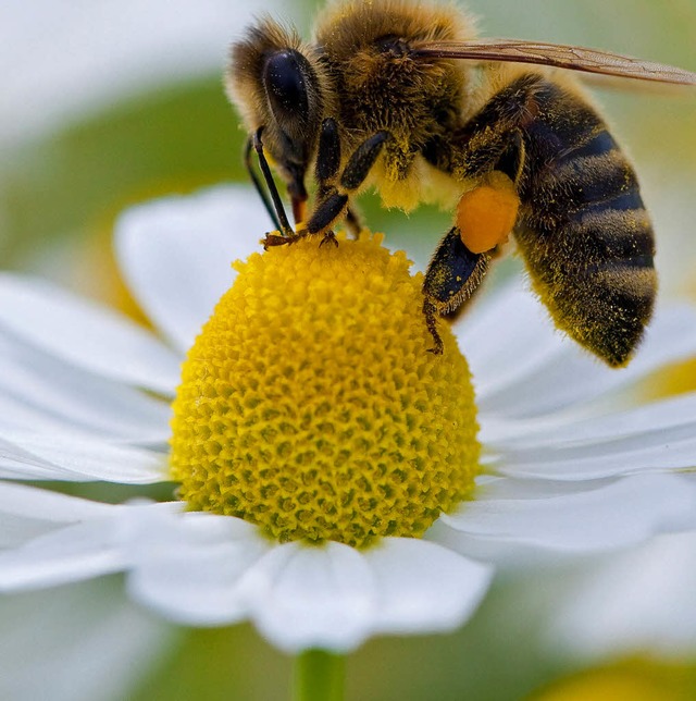 Eine Biene sammelt Pollen auf einer Kamillenblte.    | Foto: DPA