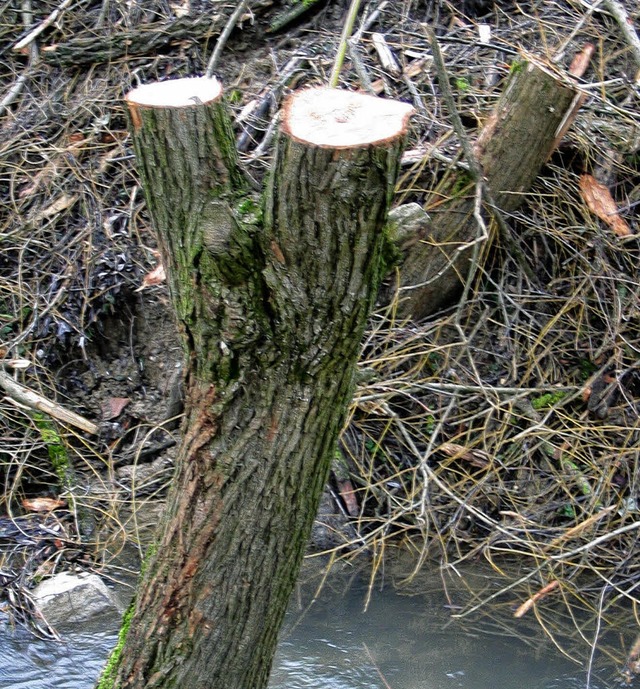 Abgesgt: Eine der Weiden am Bachufer   | Foto: Schtz