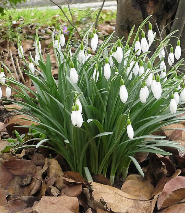 Noch blhen nur Schneeglckchen. Doch ... Stadt bald wieder bunter blhen wird.  | Foto: Felicitas Rohrer (froh)