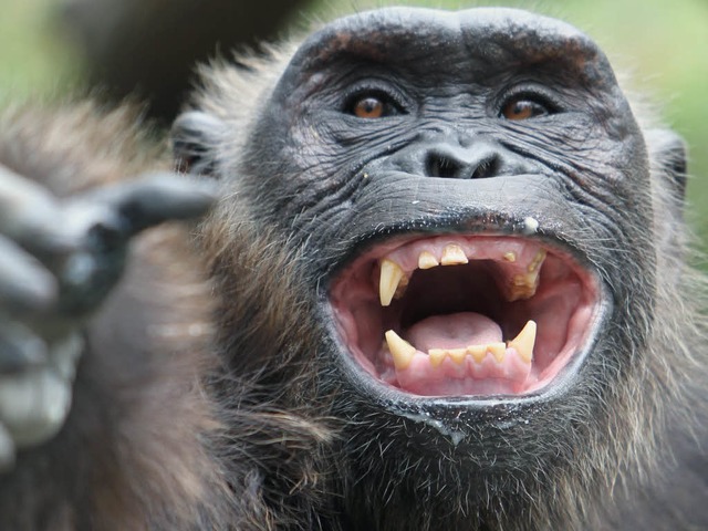 Wenn Schimpansen einen neuen Spielkame...enlernen wollen, lachen sie hufiger.   | Foto: dpa