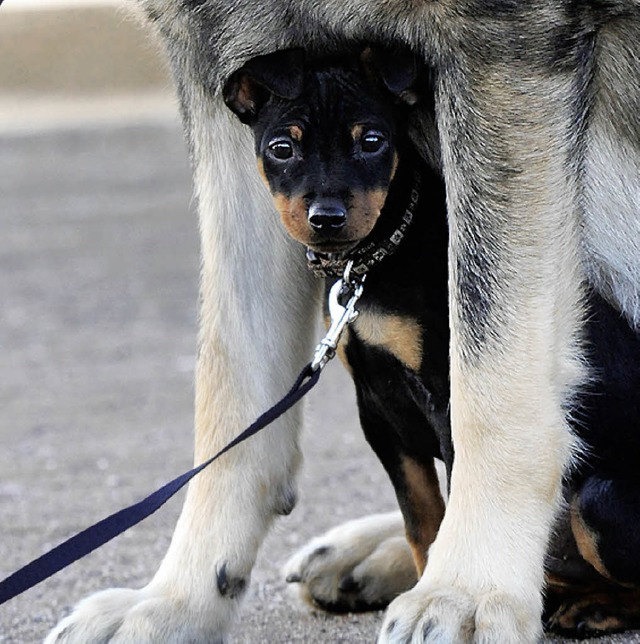 Schn, wenn man einen Freund hat. Gism...el Freund von Hund und Frauchen sein.   | Foto: dpa