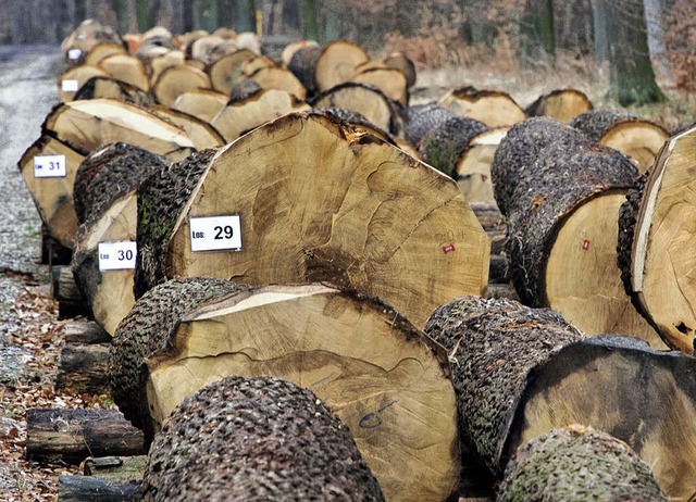 Weil der Holzpreis aktuell hoch ist, gibt es einen Sonderhieb.   | Foto: dapd