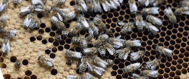 Gute Ernte: Bienenfleiig waren die V...herten sie eine hervorragende Tracht.   | Foto: Bergmann