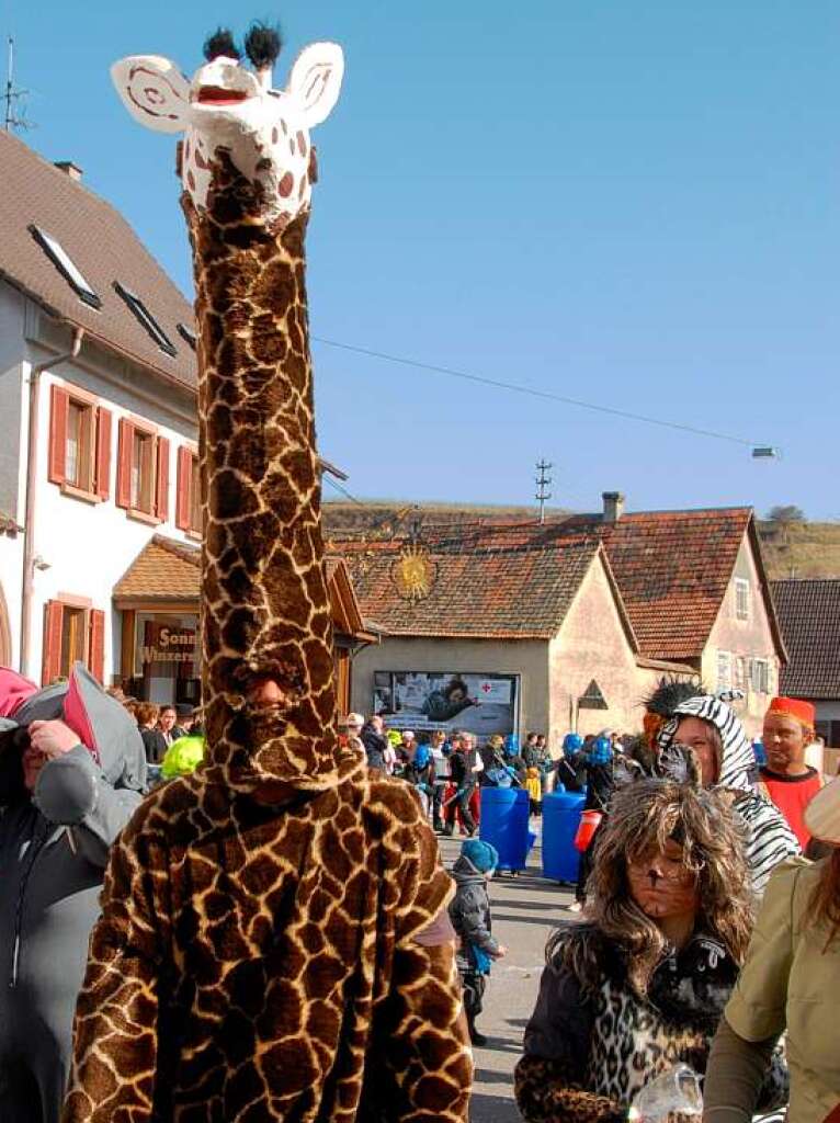 Keine Angst vor groen Tieren: Die Giraffe hatte es schwer, sich in Jechtingen zurechtzufinden.
