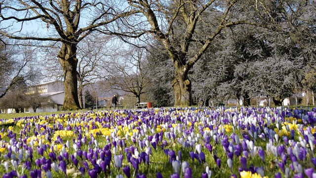 Im Herbert-King-Park soll es  das ganz...itungen fr die neue Wildblumenwiese.   | Foto: Ingrid Bhm-Jacob