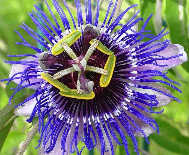 Die Passionsblume geizt nicht mir ihren Reizen   | Foto: pbu