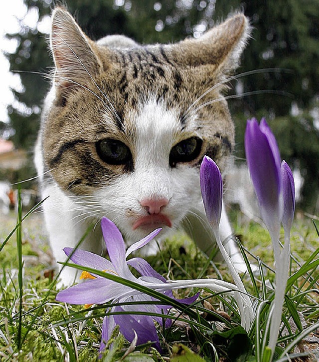 Kritisch scheint die Katze den Krokus ...nd da in der Regel weniger skeptisch.   | Foto: dpa