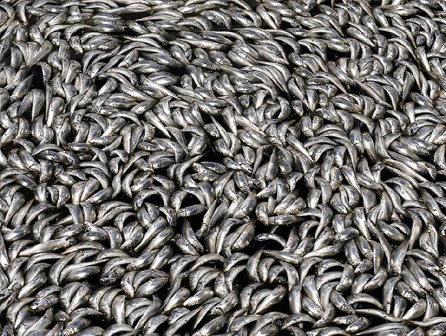 Die Sardinen sind wohl an Sauerstoffmangel verendet.    | Foto: dpa
