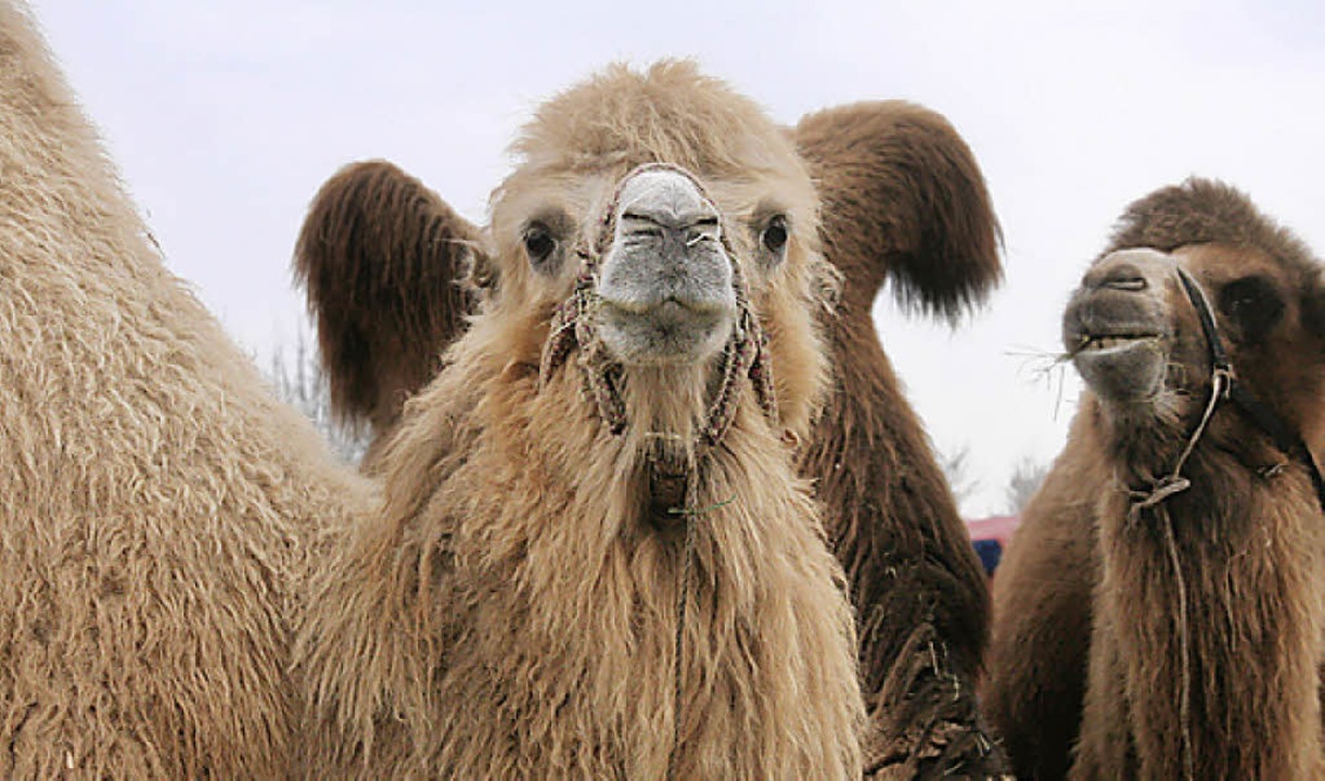 Neugierig sind die Kamele.  | Foto: Marlies Jung-Knoblich