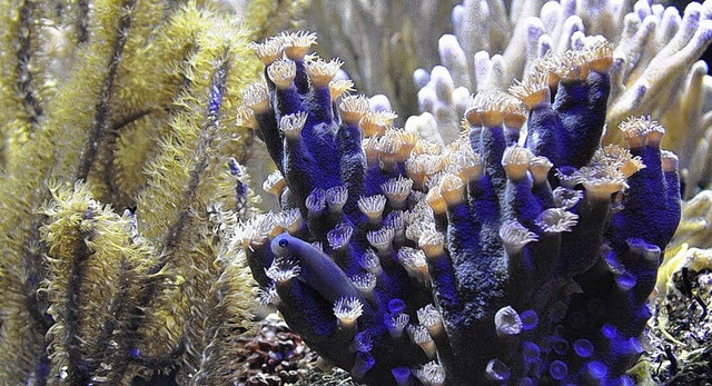 Korallen gibt es in den tollsten Farben, ihre Zucht erfordert Knnen.   | Foto: Zoo Basel