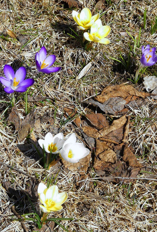 Beeindruckend: Frher Frhling in Husern.   | Foto: Bernhard Spies